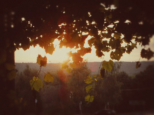 sunset shadow au vine australia victoria vic grape daylesford