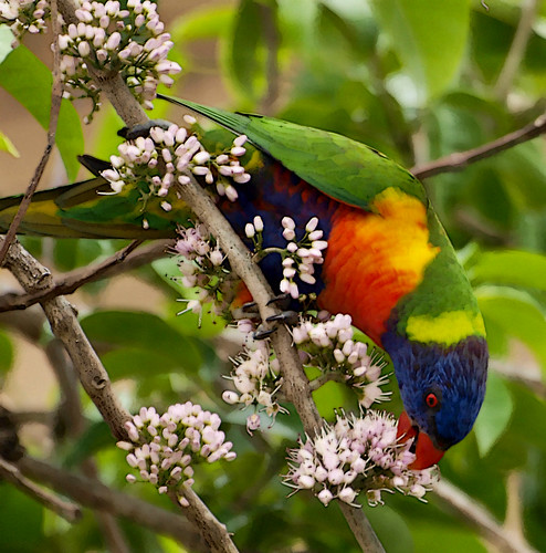bird parrot rainbowlorikeet australianbirds australianparrot