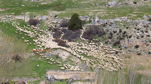 españa canon eos spain sheep segovia 6d ovejas castillayleón 2016 canonef24105mmf4lisusm