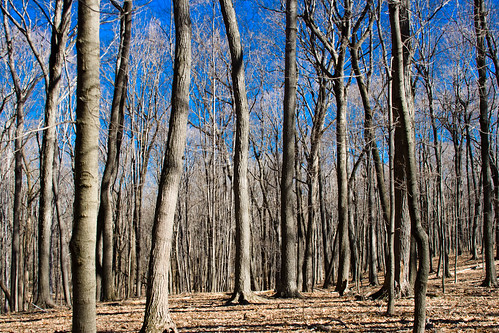 trees usa plant tree nature america forest canon landscape md unitedstates scenic favorites maryland places gaithersburg ef28135mmf3556isusm score40
