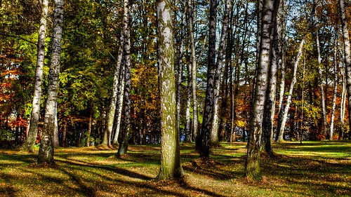 trees color public forest landscape 85mm hdr status canonef85mm canoneos5dmarkii