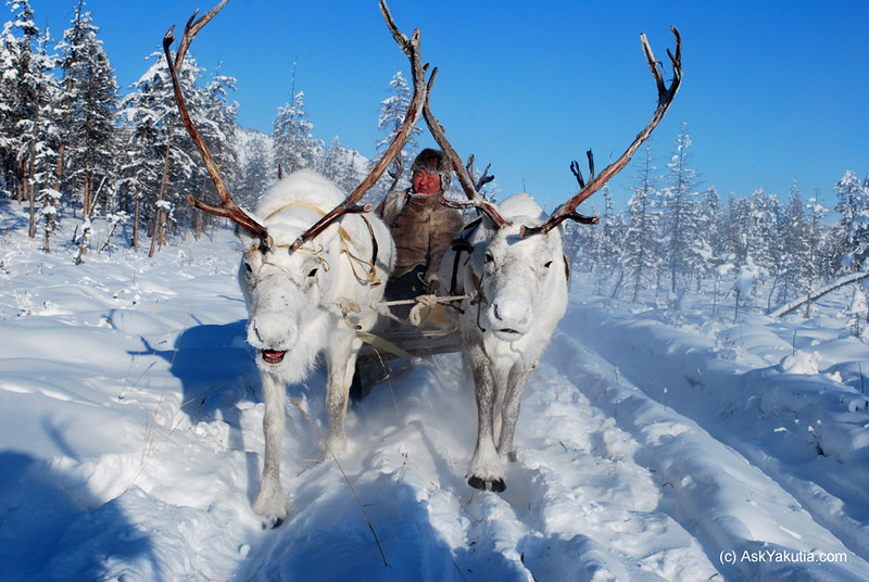 White reindeer and an Even herder in Oymyakon, Yakutia, Siberia/Russia