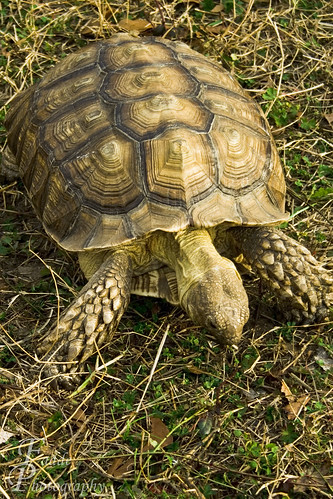 turtle african south tortoise carolina