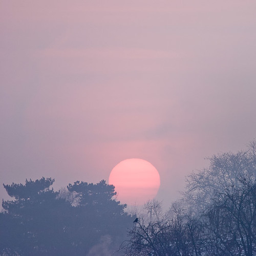 morning pink trees winter sun painterly cold fog sunrise circle square switzerland pastel foggy silhouettes places basel pale disk getty