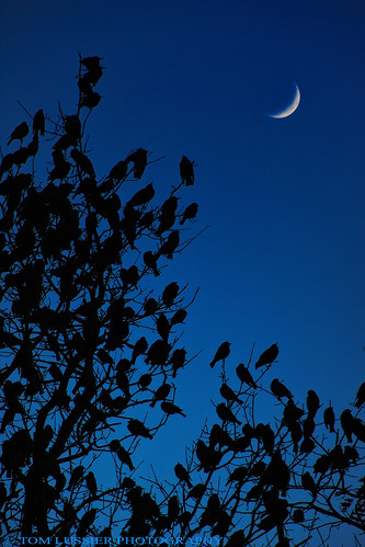 sunset usa moon tree bird virginia nikon tomlussier plantsandwildlifepec2012