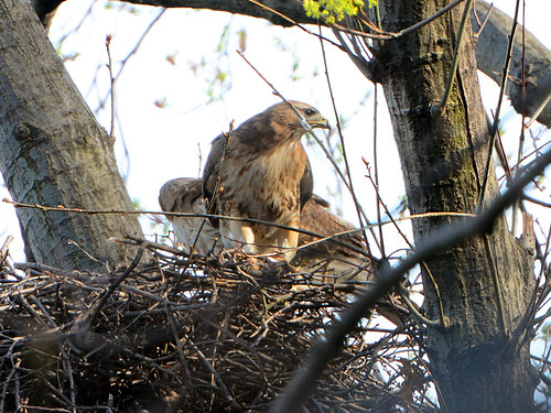 Red-Tailed Hawks (6887)