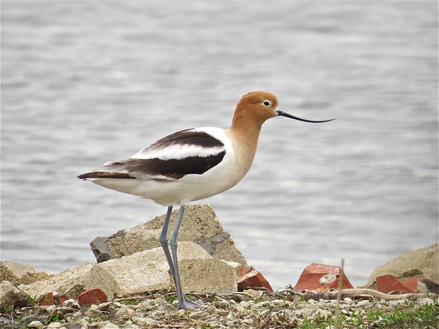 American Avocet at Gridley Wastewater Treatment Ponds in McLean County