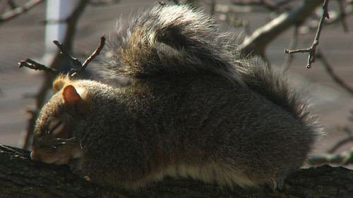 sleeping squirrel nap sleep napping powernap