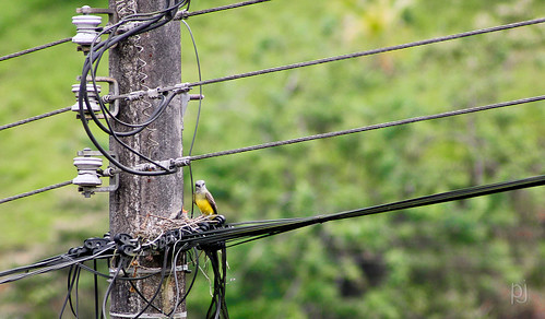 birds costarica nest wildlife chick nuevoarenal