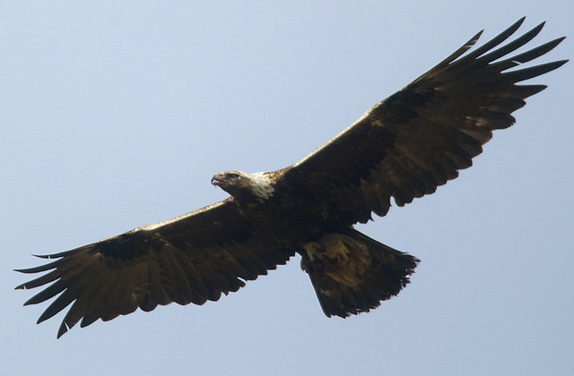 Golden eagle in Denali National Park and Preserve