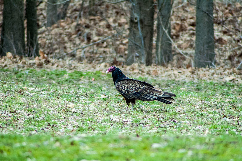 Paynetown State Recreation Area - Turkey Vultures - April 13, 2014