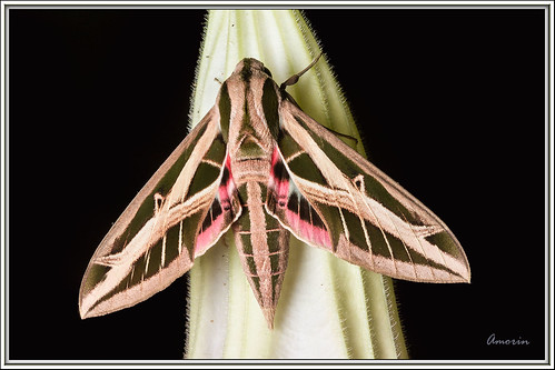 moth mariposa mariposanocturna amorin macro colibri canon10028macro canon7d macuspana mariposasdemexico mariposasdetabasco hummingbirdmoth