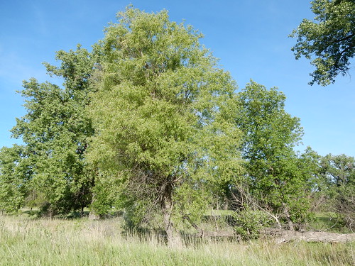 tree montana native missouririver riparian rooseveltcounty salicaceae wolfpoint salixamygdaloides peachleafwillow