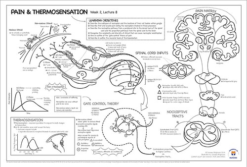 NEUROLOGY WK 2, LECTURE 8: Pain & Thermosensation Summary Sketch by Susanna Brighouse, University of Dundee