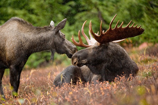 Alaskan moose pair