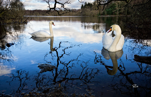 park blue sky lake reflection tree bird water scotland swan pond country swans loch mugdock russelllees