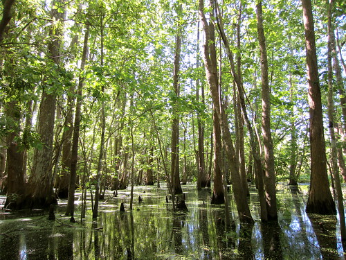 march spring louisiana south bayou swamp slough deepsouth tangipahoaparish joycewildlifemanagementarea joycewma