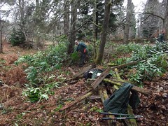 1 March 2012 Rhododendron Clearance