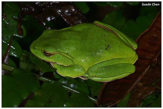 翡翠樹蛙 Rhacophorus prasinatus (Mou, Risch, & Leu, 1983)