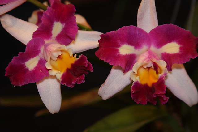 Orquídea LC How Young "Beauty Rainbow"