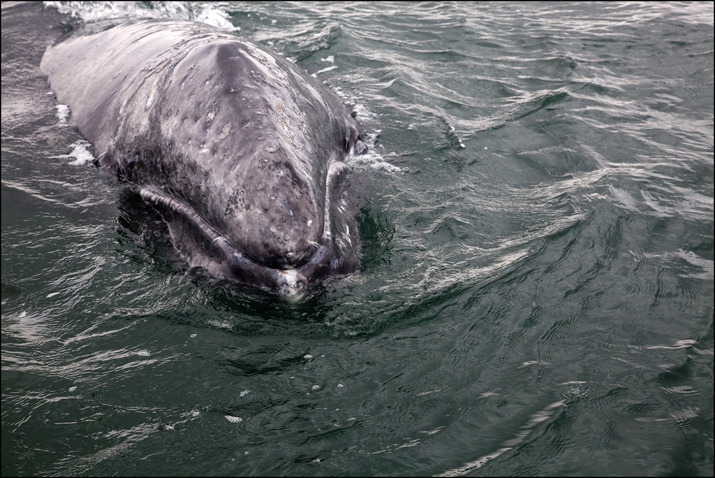 Серый кит (Eschrichtius gibbosus). Серый кит Охотское море. Атлантический серый кит вымерший. Серый кит (чукотско-Калифорнийская популяция). Киты водятся в море