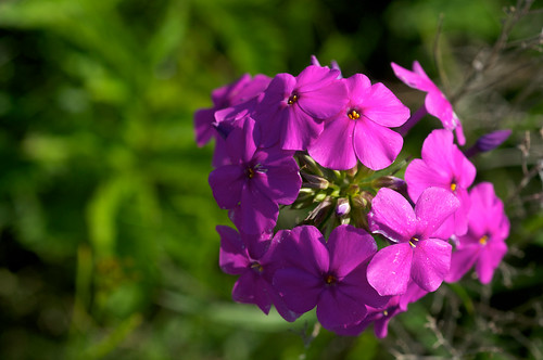 pink flower purple phlox hotpink polemoniaceae smoothphlox phloxglaberrima