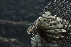 Bermuda Aquarium & Zoo - 14