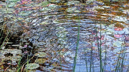 lake nature water landscape wetlands ripples kensington metropark tonemapped explored