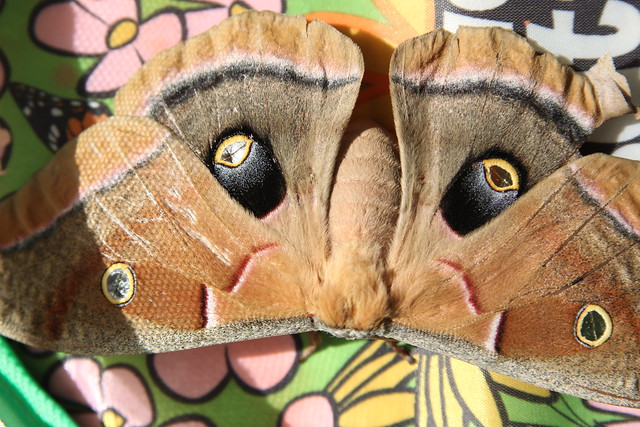 Polyphemus Moth laying eggs
