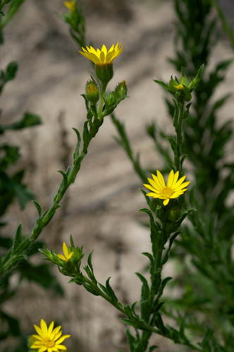 chrysopsispilosa softgoldenaster flower yellow asteraceae chrysopsis bradburiapilosa bradburia