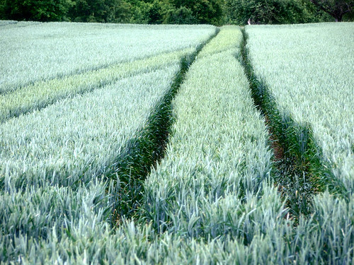field wheat feld acre getreide flickrdiamond