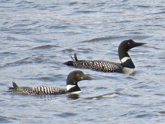 Common Loon at Lake Bloomington in McLean County, IL 01