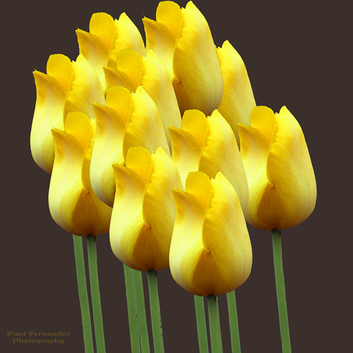 newjersey tulips cloning tulip centralnewjersey