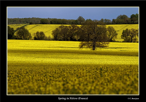 france field spring champs printemps colza nièvre
