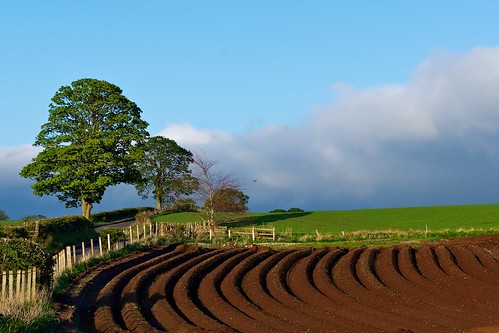 uk tree field scotland countryside farming bluesky drills