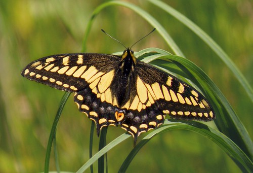 macro butterfly insect swallowtail aniseswallowtail papiliozelicaon