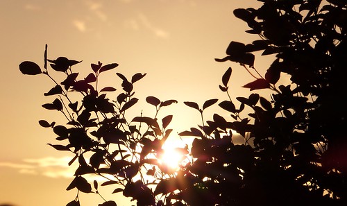 sunset sky sun sunlight tree leaves silhouette gold golden evening leaf may hedge glisten