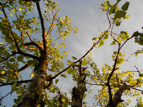tree nature under birch leaflet leafs pure