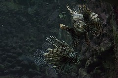 Bermuda Aquarium & Zoo - 12