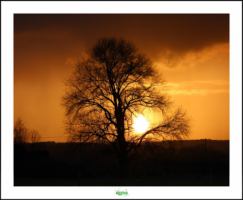 sunset tree soleil coucher boom arbre baum asquin renescure pontdasquin