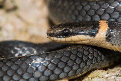Northern Ring Necked Snake