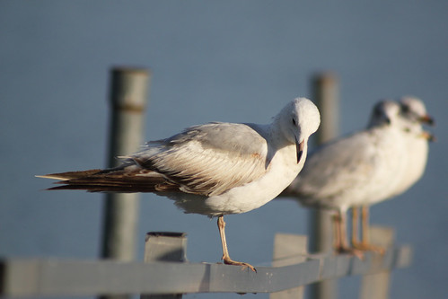 seagulls birds gulls feathers wildfowl cantonillinois lakelandpark cantonparkdistrict