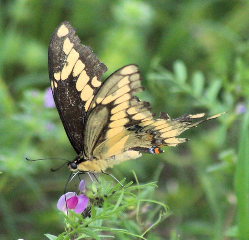 nature wildlife butterflies giantswallowtail orangedog swallowtailbutterflies orangepuppy giantswallowtailpapiliocresphontes nikond5100 collectingnectarfromcommonvetch