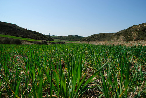 españa barley rural spain zaragoza agriculture agro agricultura cebada aragón cincovillas tamron18200mm nikond80 farasdués