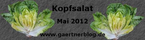 Garten-Koch-Event Mai 2012: Kopfsalat [31.05.2012]