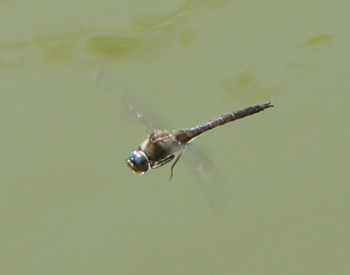 insect dragonfly odonata anisoptera