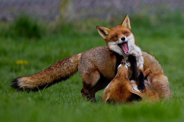 Happy foxes playing