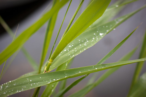 lake green water leaves droplets drops travels trips belarus roseta braslav otherwheres braslavlakes rosetamansion drivyaty