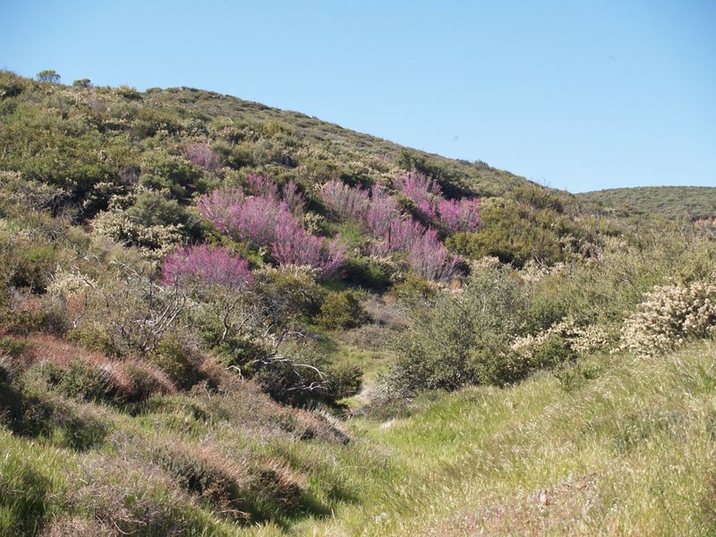 Pinkish-Purple-flowering trees along the PCT