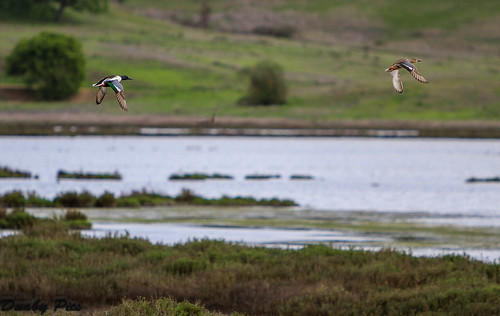 county creek open space wildlife marin ducks rush wetlands marsh novato waterfowl slough preserve